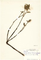 藏品(顯脈茵芋)的圖片